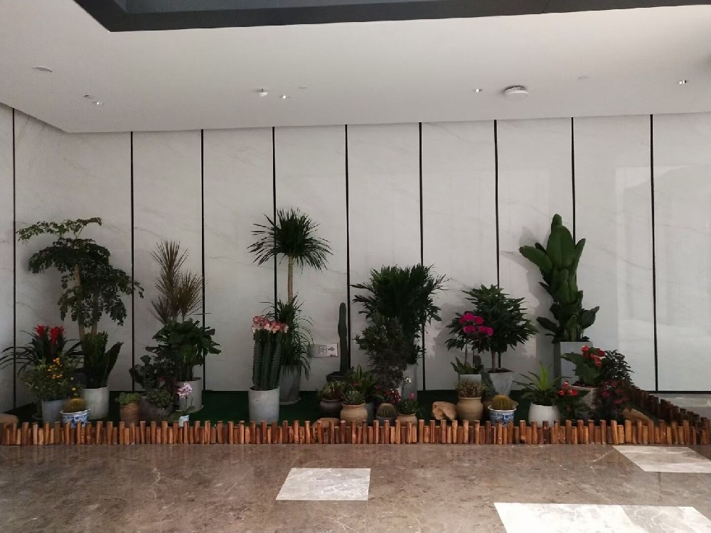 辦公室綠植租賃費(fèi)用到底高不高？常見(jiàn)綠植的種類(lèi)有哪些？